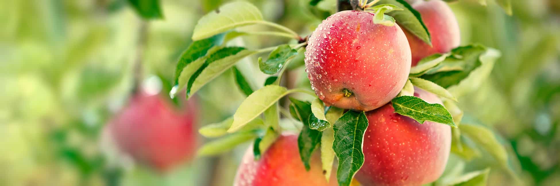 AdobeStock_170630604_hemsidanAPPLE